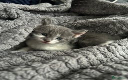 Mixed Breed cats for sale: 5 beautiful, inquisitive fluffy kittens - Image 11