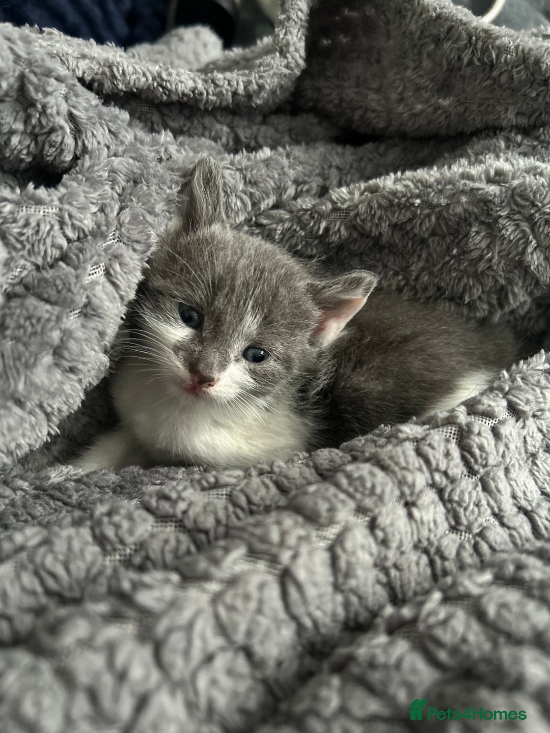 Mixed Breed cats for sale: 5 beautiful, inquisitive fluffy kittens - Image 11