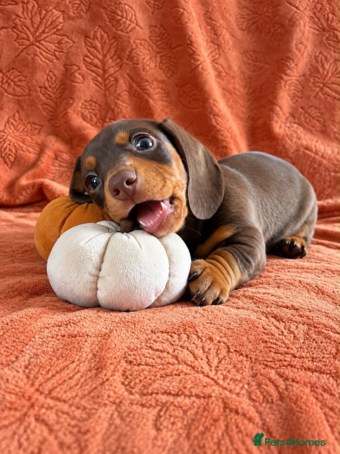 Miniature Dachshund dogs READY NOW  Mini dachshunds - Advert 5