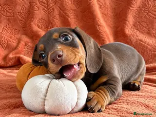 Miniature Dachshund dogs READY NOW Mini dachshunds - Advert 5