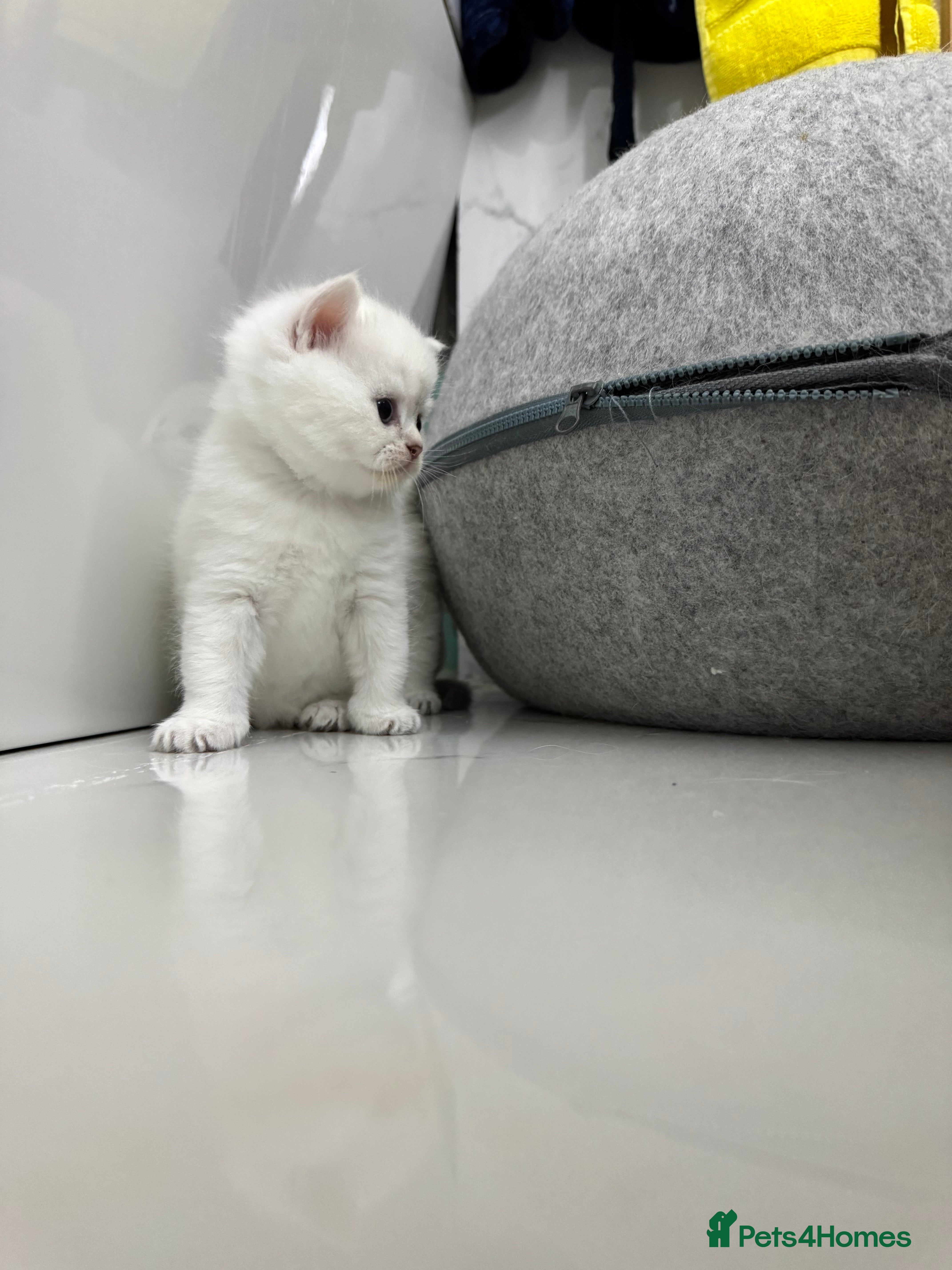 Scottish Fold cats Full pedigree Scottish fold kittens  - Advert 4