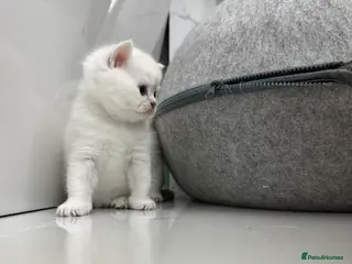 Scottish Fold cats Full pedigree Scottish fold kittens - Advert 4