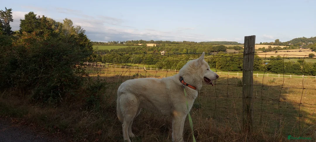 Mixed Breed dogs for sale: Husky German shepherd age 7  - Advert 4