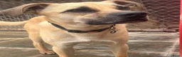 Mixed Breed dogs for adoption: Rocco - North Walsham Norfolk  - Advert 9