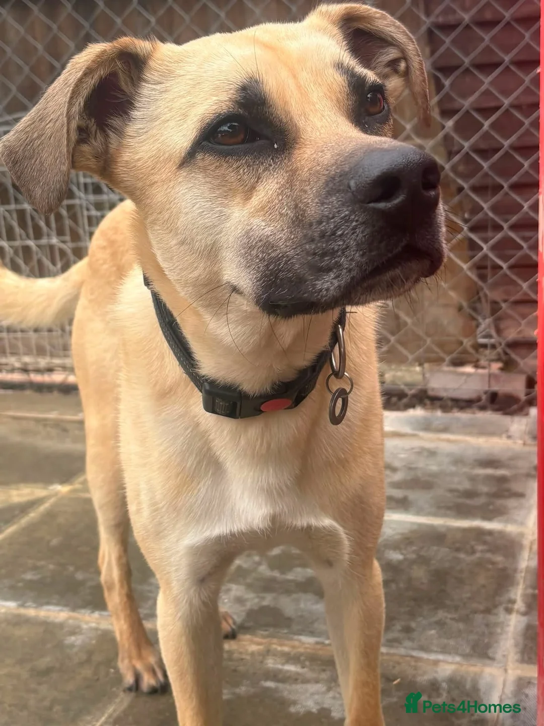 Mixed Breed dogs for adoption: Rocco - North Walsham Norfolk  - Advert 9