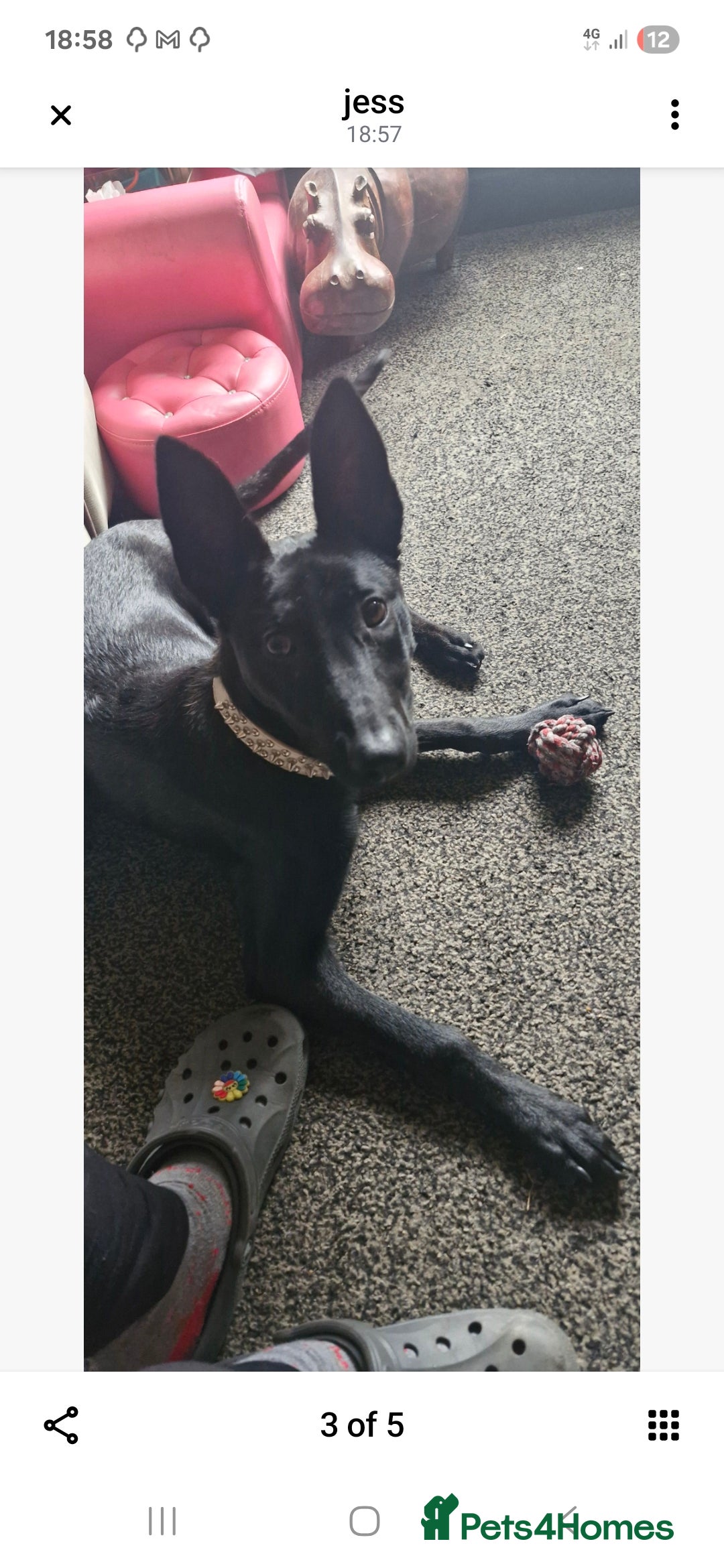 Belgian Shepherd Dog dogs for sale: Belgian malinois female puppy - Image 2