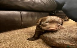 Cockapoo dogs for sale: Cockapoo Puppies F2 - Image 10