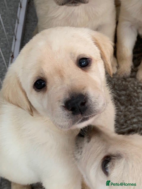 Labrador Retriever dogs kc registered labradors - Advert 18