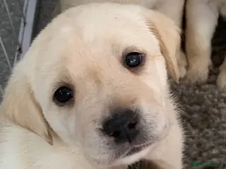 Labrador Retriever dogs kc registered labradors - Advert 18