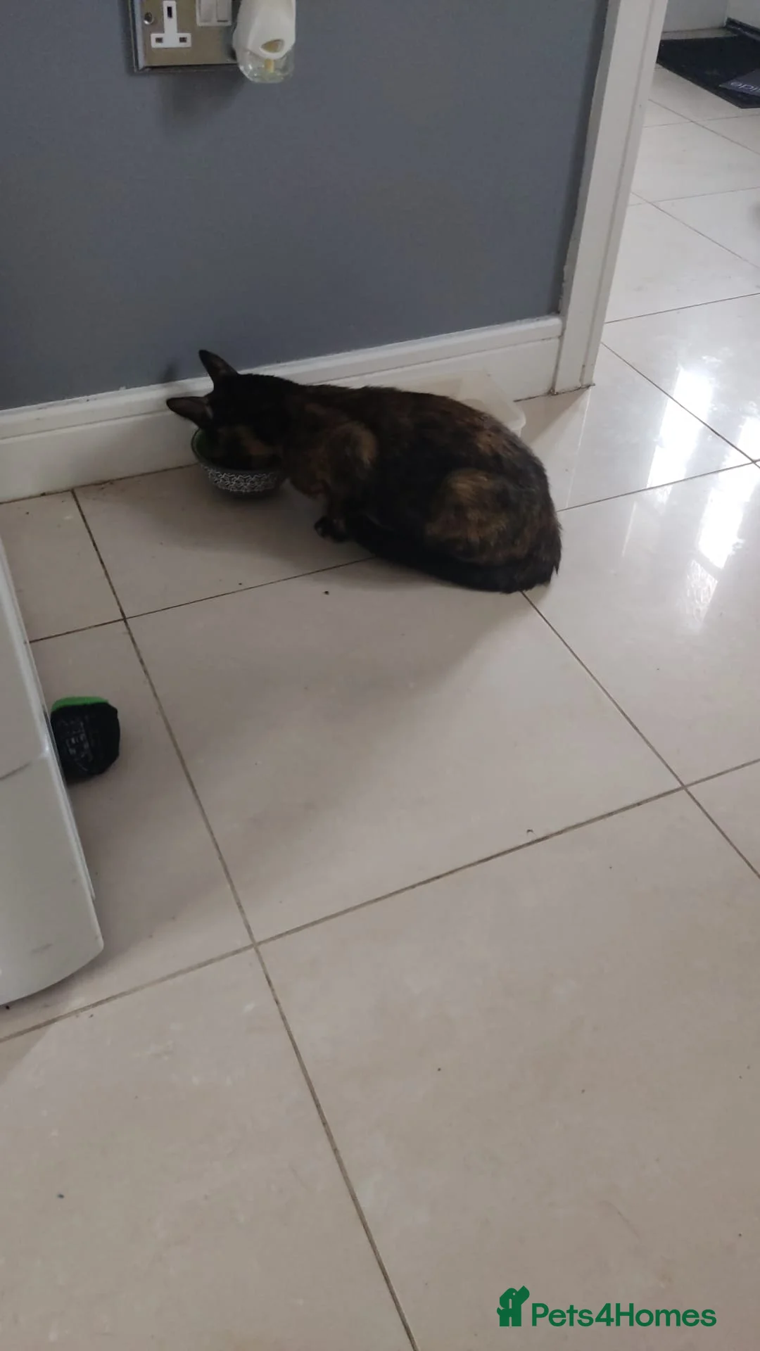 Mixed Breed cats for sale: Kittens for sale  - Advert 2
