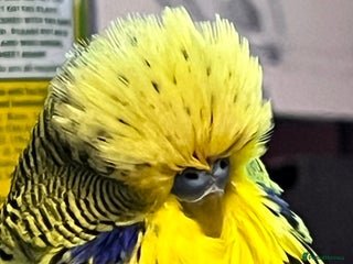 Budgerigars birds Male Exhibition budgie for sale - Advert 3