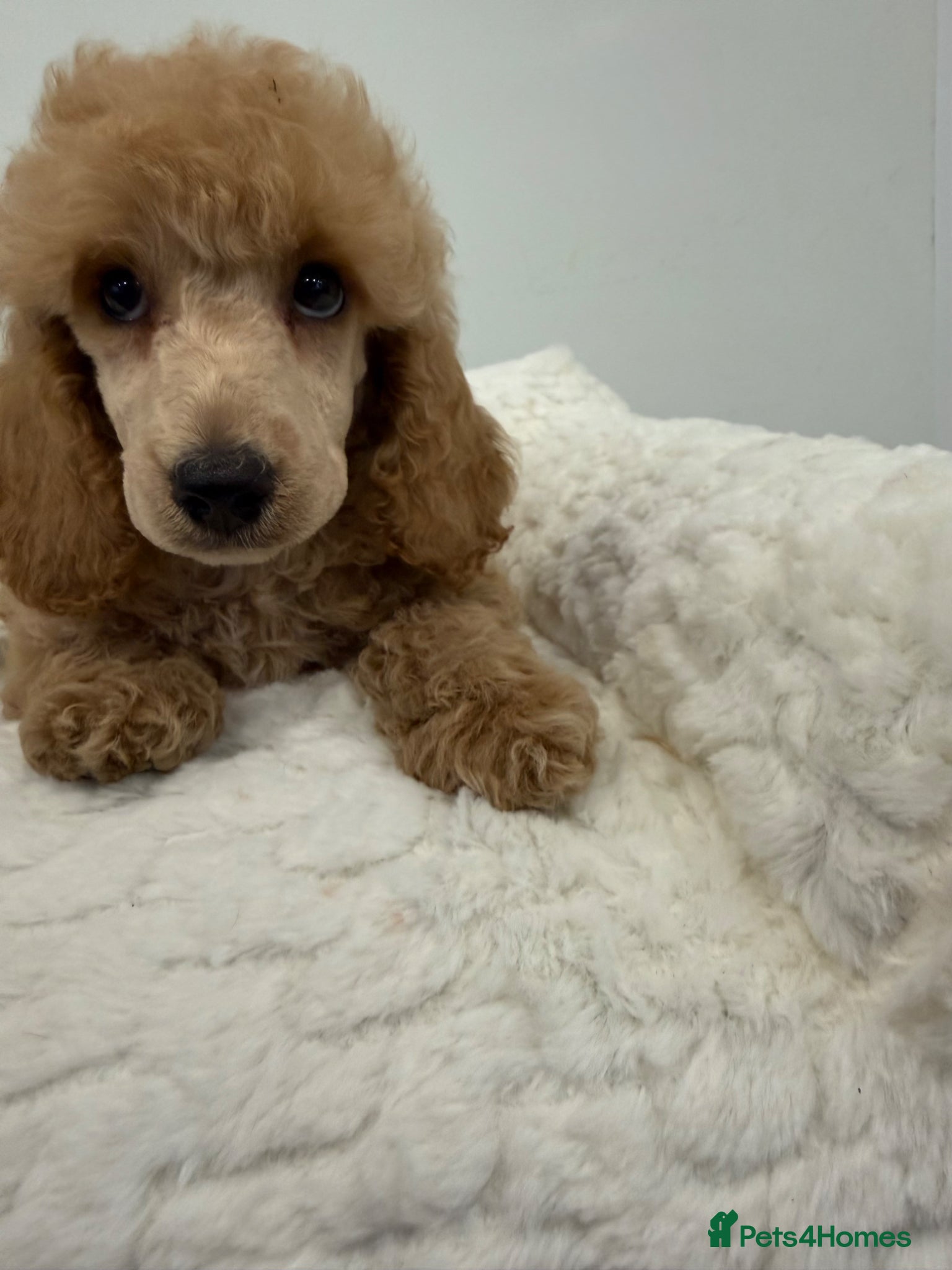 Miniature Poodle dogs 2 stunning boys available. Full kc & DNA clear.  - Advert 1