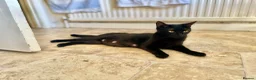 Mixed Breed cats for sale: Beautiful Kittens Looking for Their Forever Homes in Westcliff-on-Sea - Advert 2