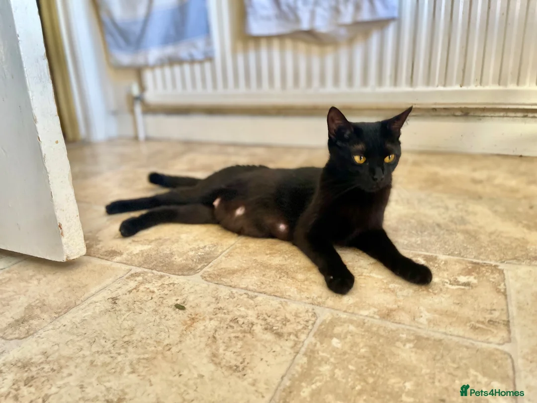 Mixed Breed cats for sale: Beautiful Kittens Looking for Their Forever Homes in Westcliff-on-Sea - Advert 2