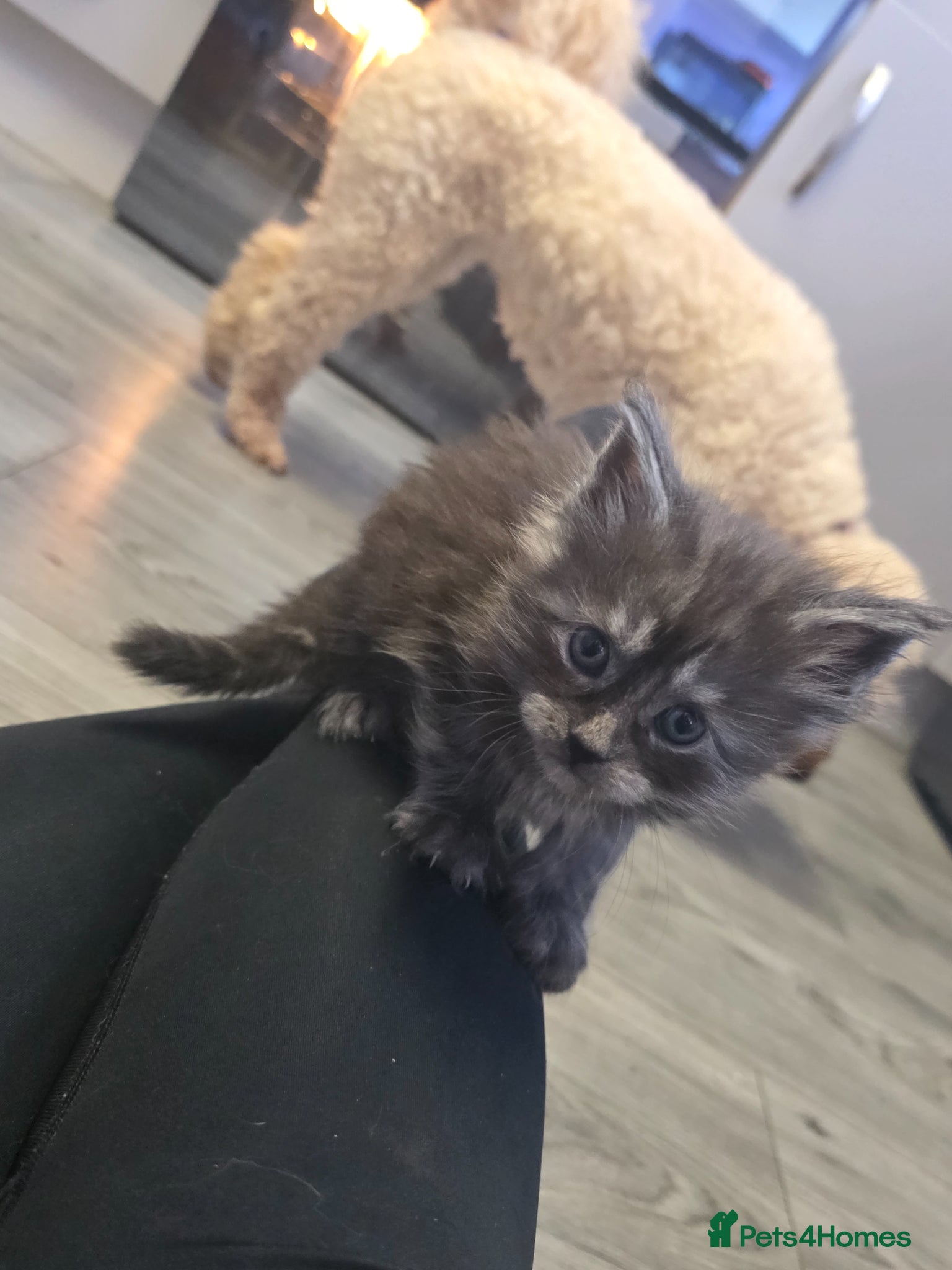 Maine Coon cats Maine coons - Advert 2