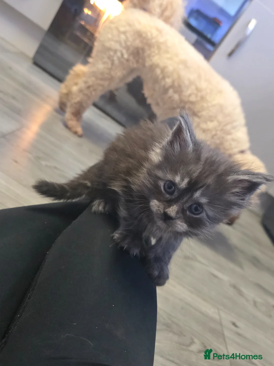 Maine Coon cats for sale: Maine coons - Advert 1