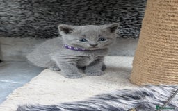 Russian Blue cats for sale: RB kittens Pedigree London  - Image 4