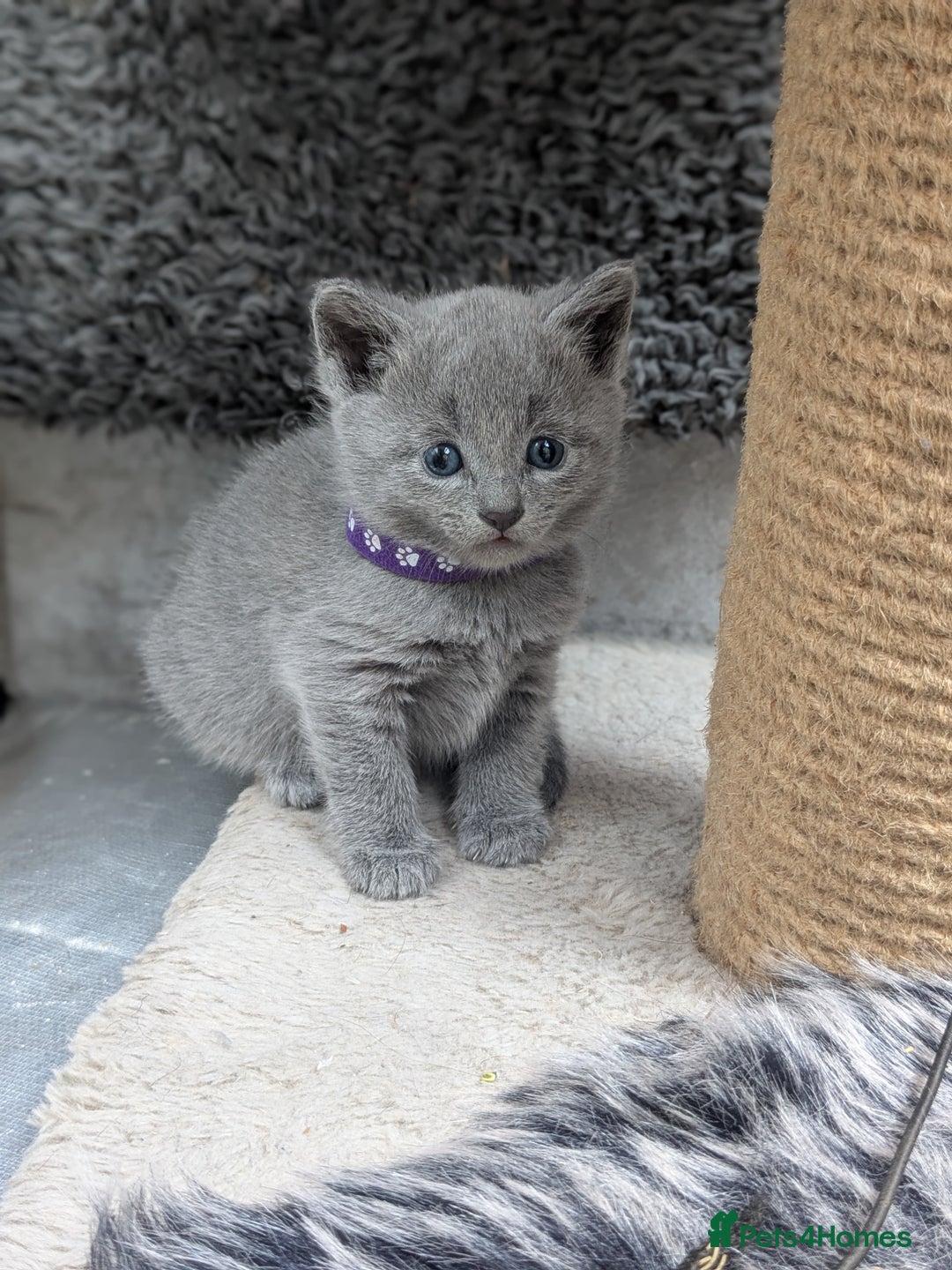 Russian Blue cats for sale: RB kittens Pedigree London  - Image 4