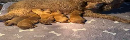 Cockapoo dogs for sale: Stunning Red F1 Cockapoo Puppies - Advert 14