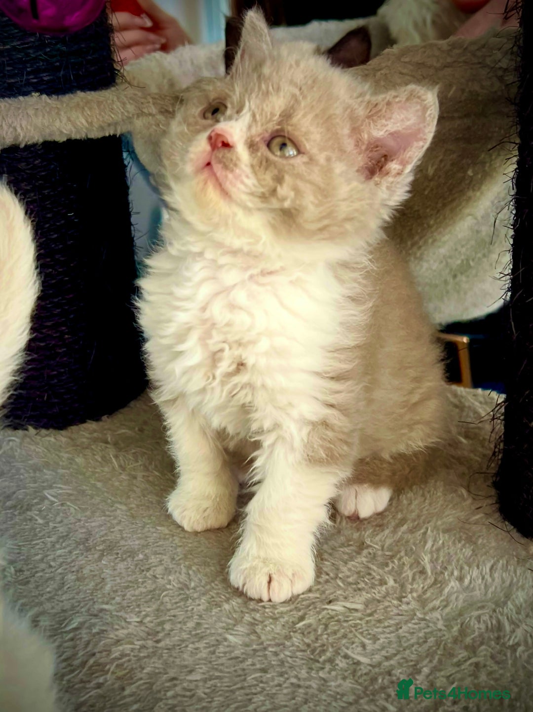 Selkirk Rex cats for sale: SELKIRK REX KITTENS  😻 - Advert 9