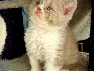 Selkirk Rex cats SELKIRK REX KITTENS 😻 - Advert 9
