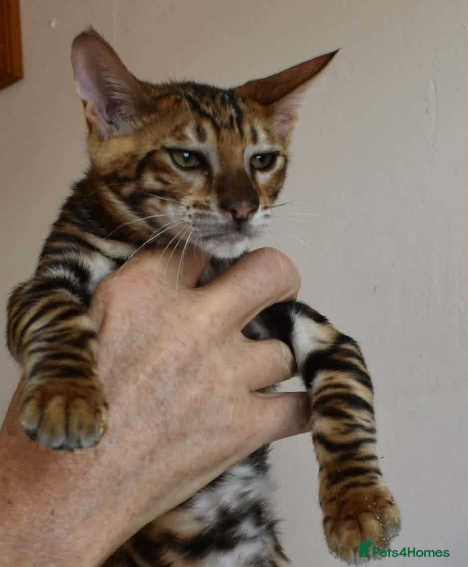 Toyger cats STUNNING WILD LOOKING TOYGER PEDIGREE CUBS - Advert 7