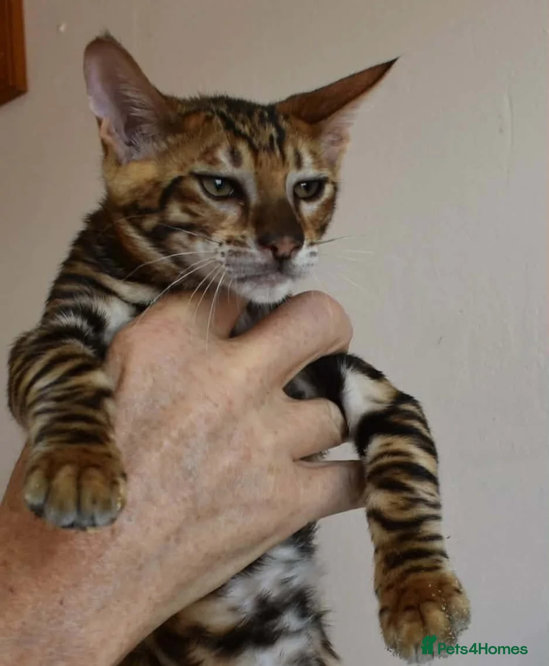 Toyger cats for sale: STUNNING WILD LOOKING TOYGER PEDIGREE CUBS - Advert 1