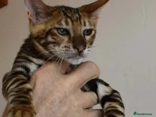 Toyger cats STUNNING WILD LOOKING TOYGER PEDIGREE CUBS - Advert 7