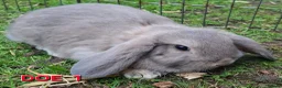 Mini Lop rabbits for sale: Mini Lop Rabbits **Ready to leave 12th May** - Advert 2