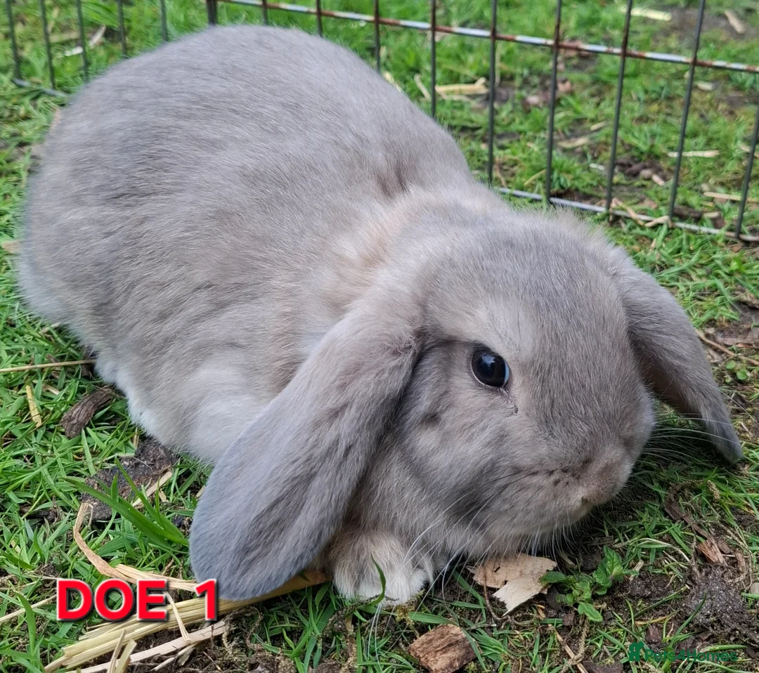 Mini Lop rabbits for sale: Mini Lop Rabbits **Ready to leave 12th May** - Advert 2