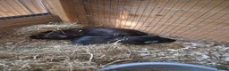 Guinea Pig rodents for sale: Guinea pig babies  - Advert 7