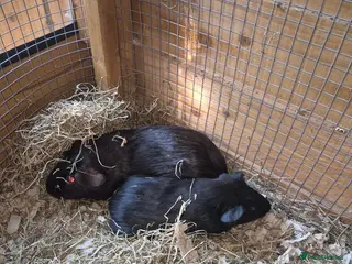 Guinea Pig rodents Sow and daughter Guinea pig - Advert 4