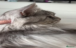 Maine Coon cats for sale: Precious boy - Image 2
