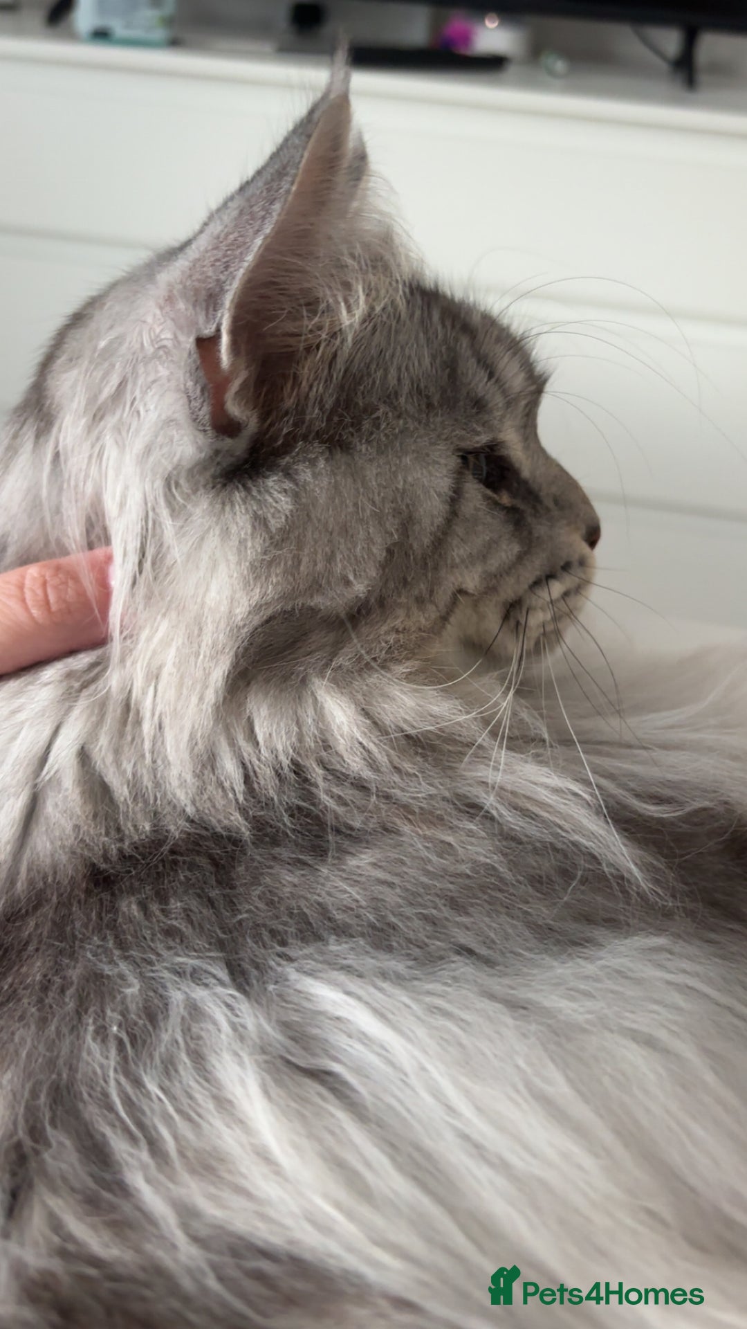 Maine Coon cats for sale: Precious boy - Image 2