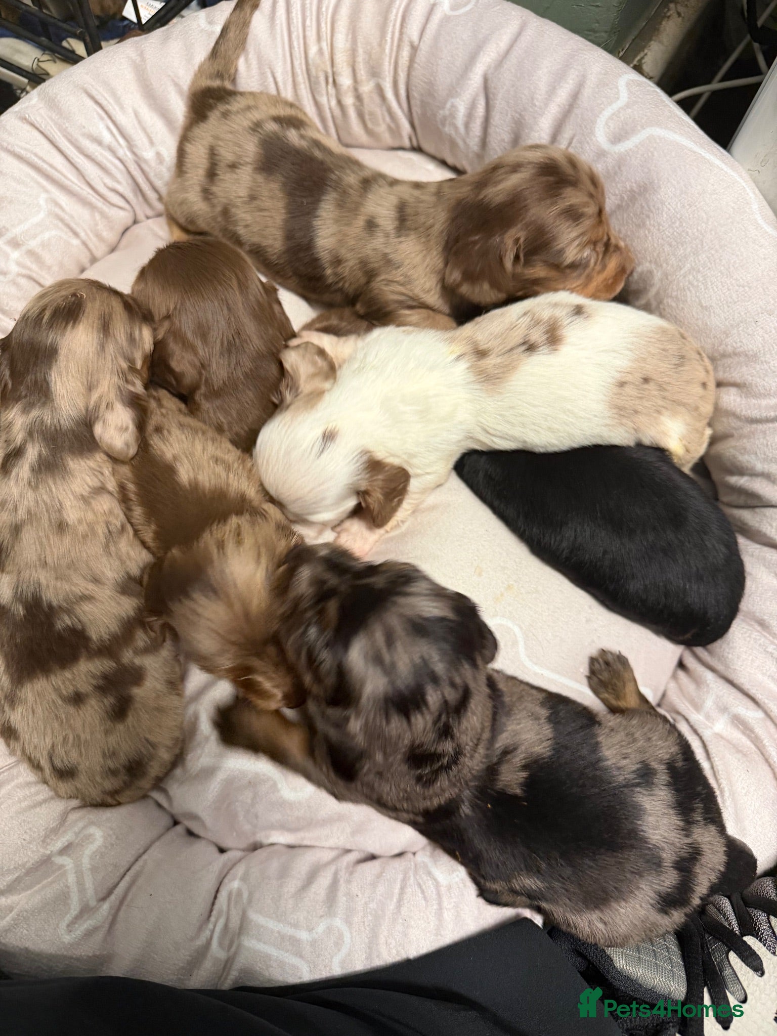 Miniature Dachshund dogs Long haired dachshund puppies - Advert 1