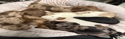 Miniature Dachshund dogs for sale: Long haired dachshund puppies - Advert 1