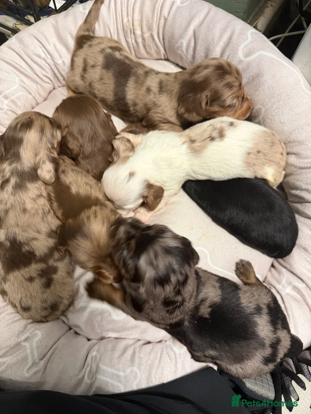 Miniature Dachshund dogs for sale: Long haired dachshund puppies - Advert 1