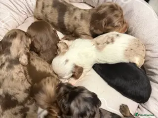 Miniature Dachshund dogs Long haired dachshund puppies - Advert 1