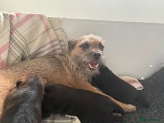 Border Terrier dogs 3 Beautiful KC registered border terriers - Advert 4