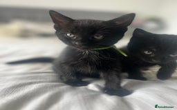 Bombay cats for sale: Lovely playful kittens  - Image 4