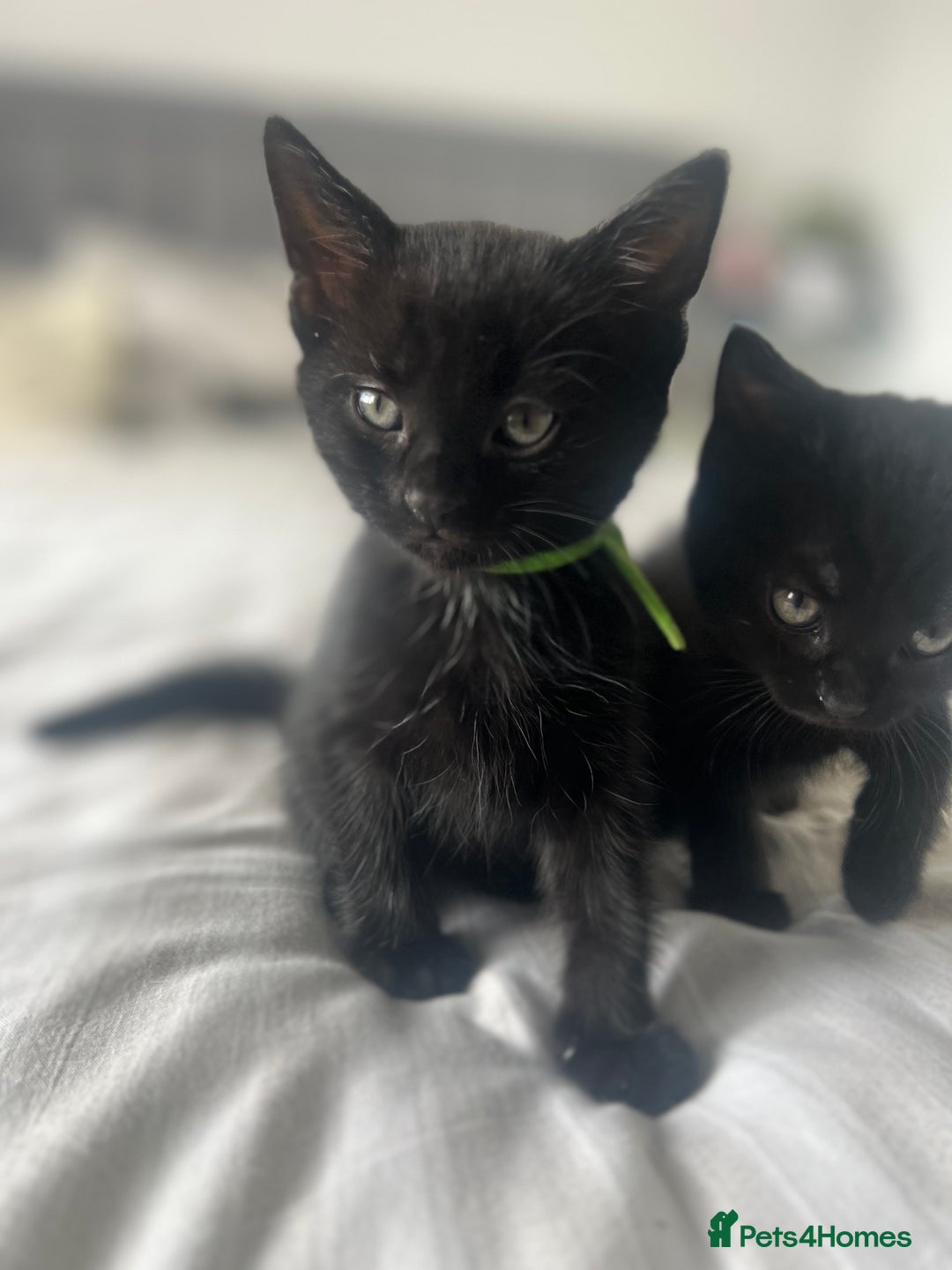 Bombay cats for sale: Lovely playful kittens  - Image 4