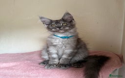 Maine Coon cats for sale: Pedigree GCCF Russian Import line Maine Coons - Image 5