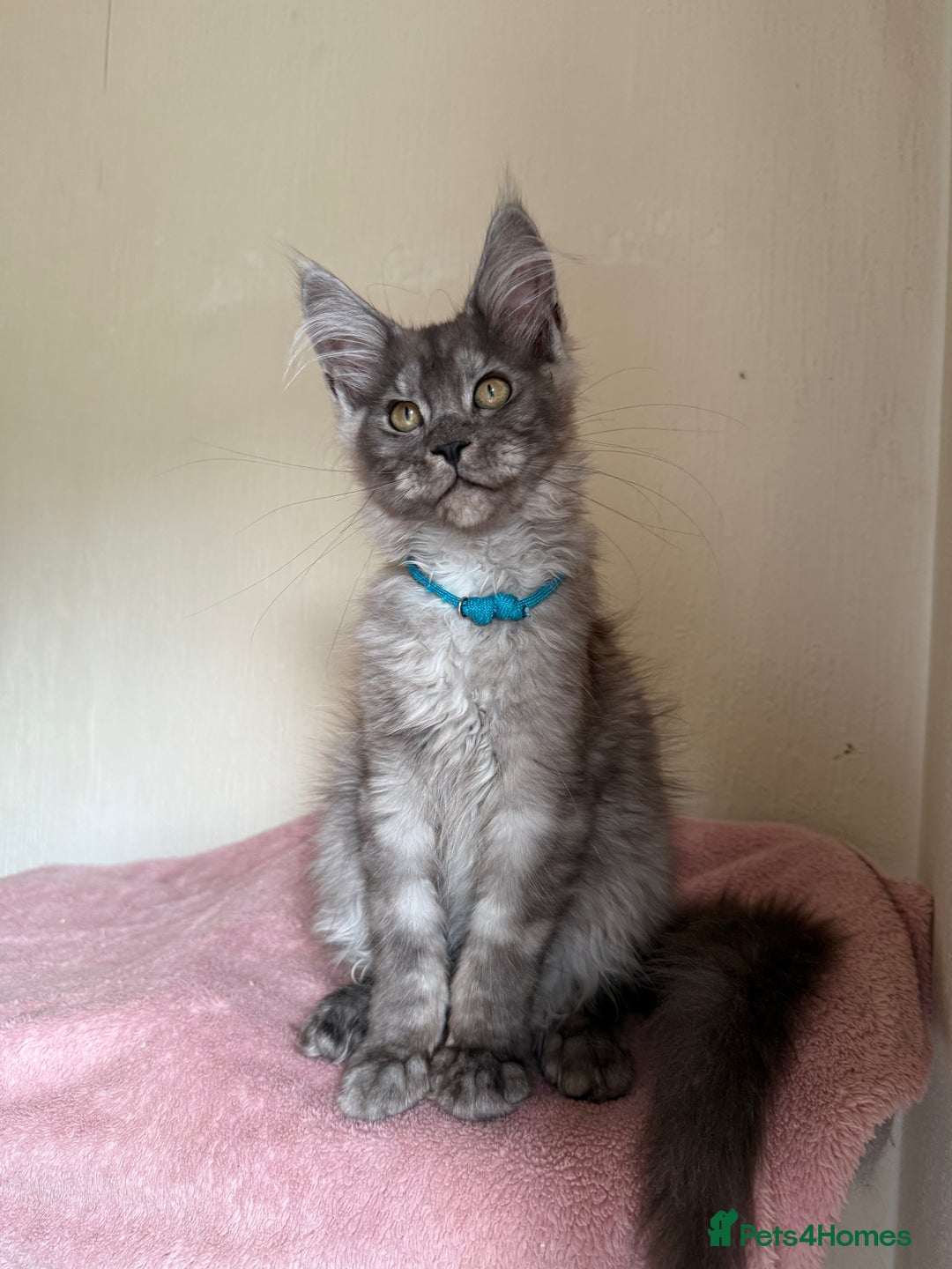 Maine Coon cats for sale: Pedigree GCCF Russian Import line Maine Coons - Image 5