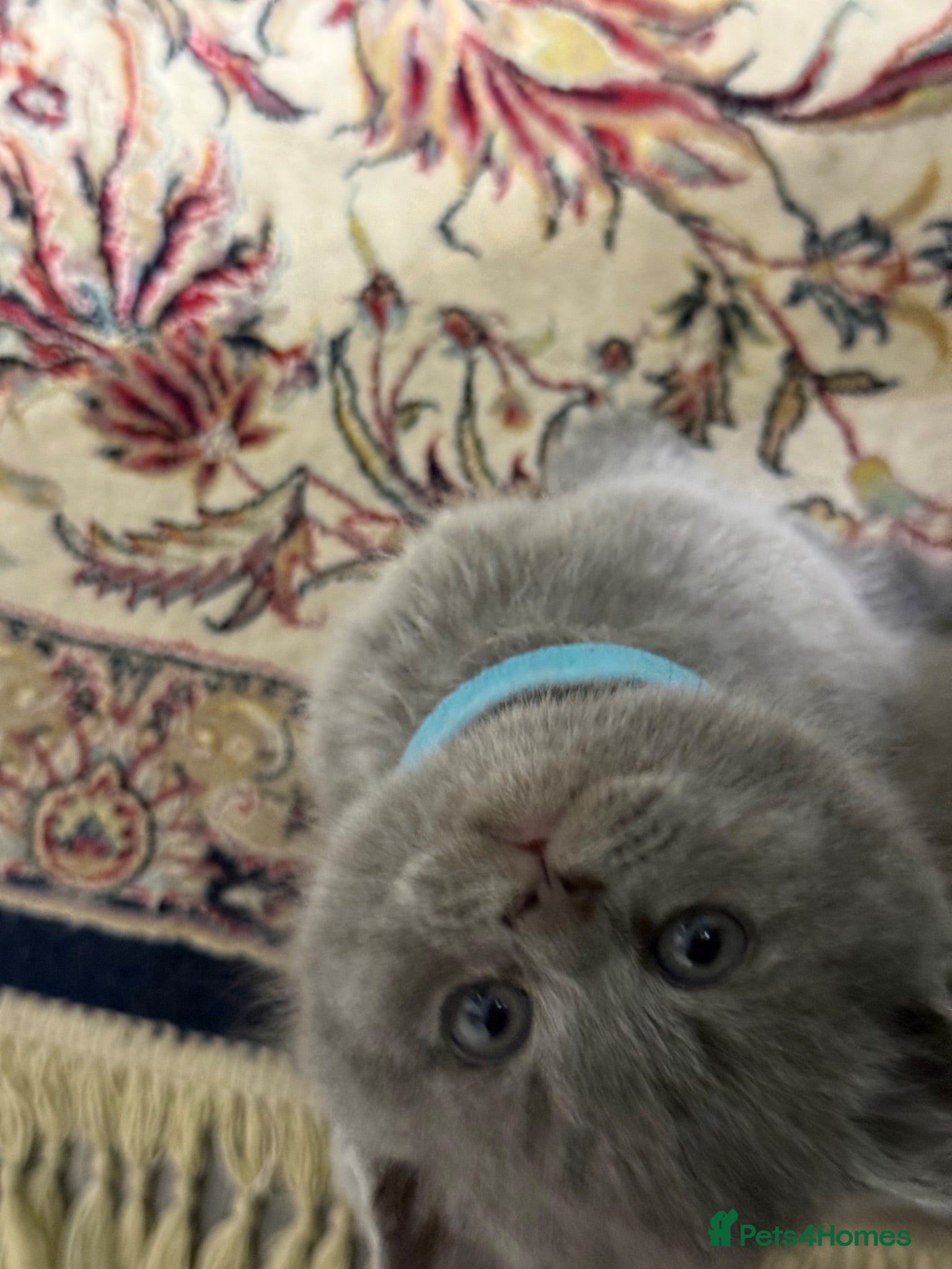 British Shorthair cats Exceptional BSH kittens  - Advert 2