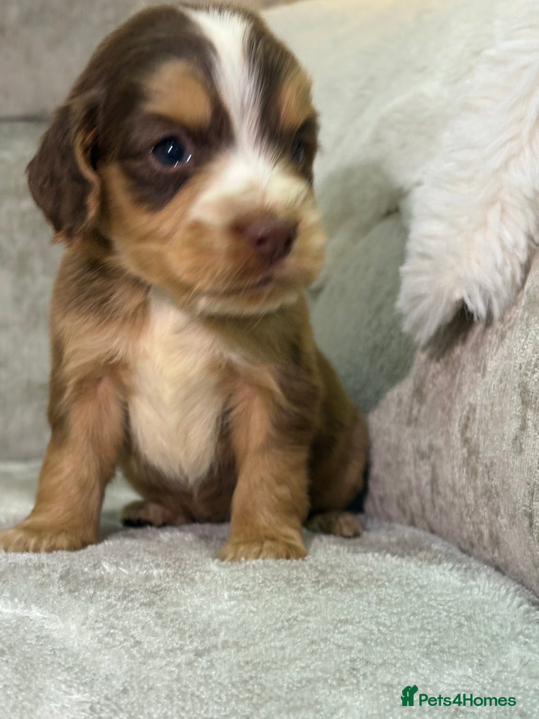 Cocker Spaniel dogs for sale: Stunning cocker spaniel puppies - Advert 21