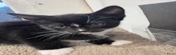 Mixed Breed cats for sale: Gorgeous Calico/Tortie/Tux Kittens - Advert 5