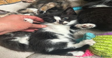 Mixed Breed cats - Advert 6
