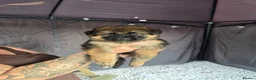 German Shepherd dogs for sale: German shepherd  - Advert 13