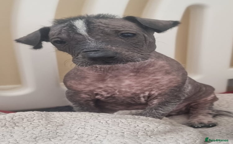 Mexican Hairless dogs - Advert 1