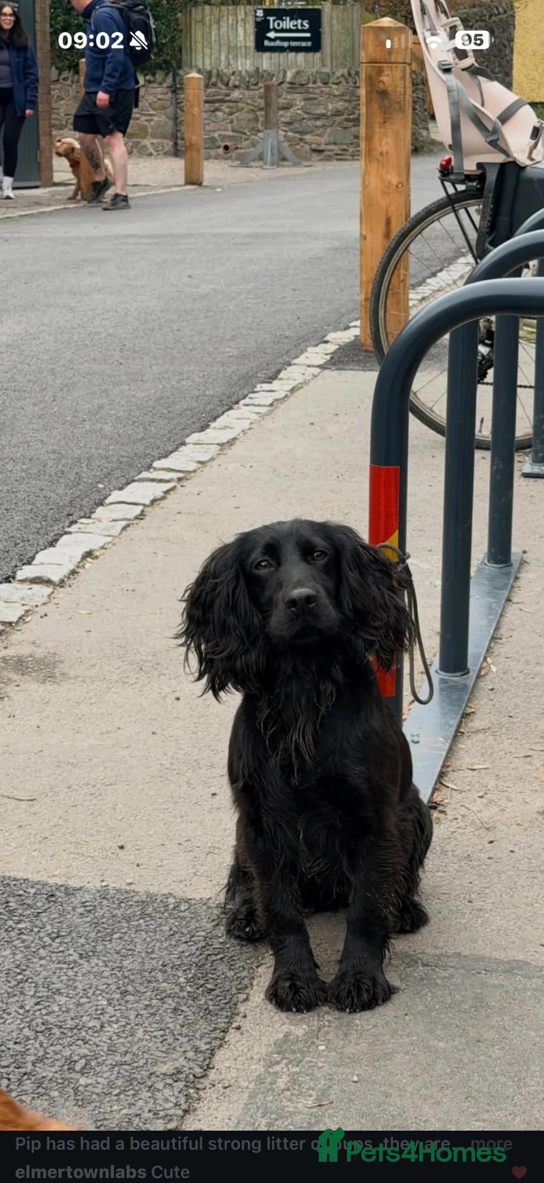 Cocker Spaniel dogs for sale: Working Cocker Spaniel Pups  - Advert 2